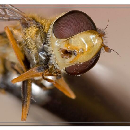 Syrphus ribesii: Animal in habitat Garden in the NatureSpots App