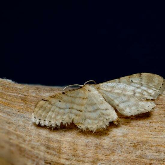 Idaea fuscovenosa: Animal in habitat Garden in the NatureSpots App