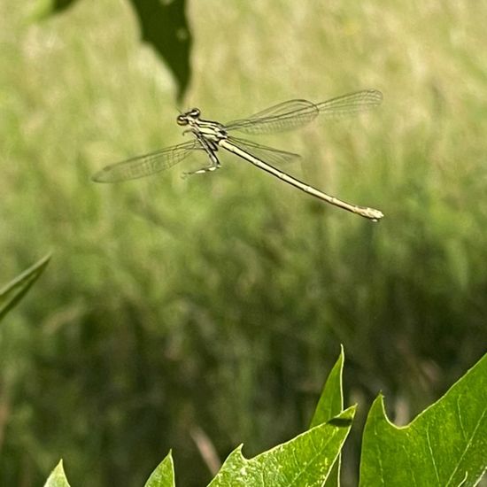 Odonata: Animal in habitat Park in the NatureSpots App