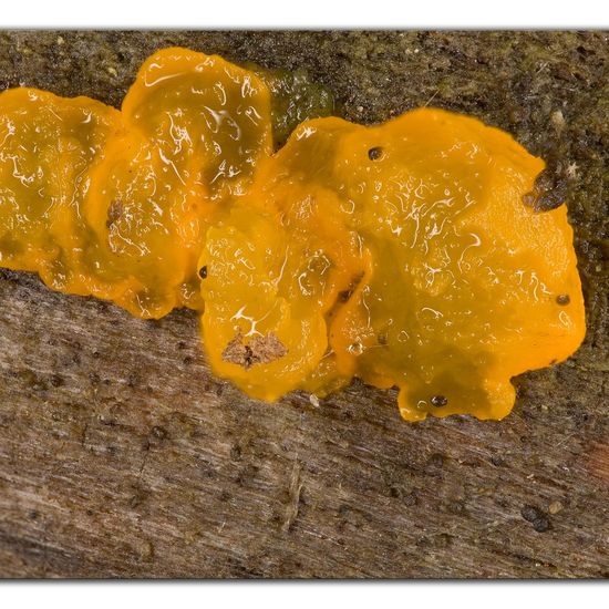 Tremella mesenterica: Mushroom in habitat Garden in the NatureSpots App