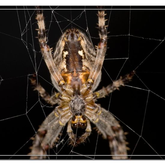 Araneus diadematus: Animal in habitat City and Urban in the NatureSpots App