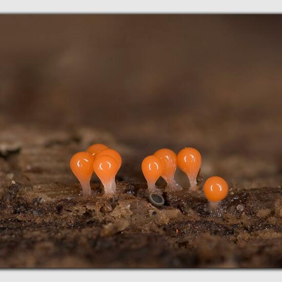 Unknown species: Mushroom in habitat Garden in the NatureSpots App