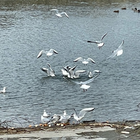 Larus canus: Animal in habitat River in the NatureSpots App