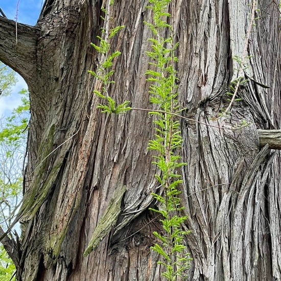 Taxodium distichum: Plant in habitat Park in the NatureSpots App