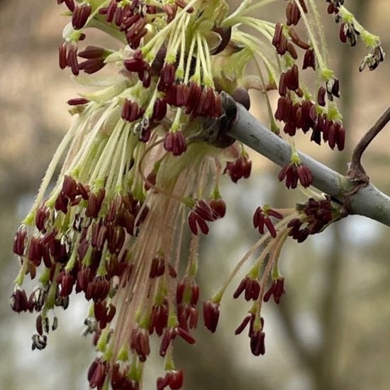 Acer negundo: Plant in habitat Park in the NatureSpots App