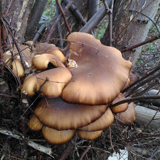 Pleurotus ostreatus: Mushroom in habitat Garden in the NatureSpots App