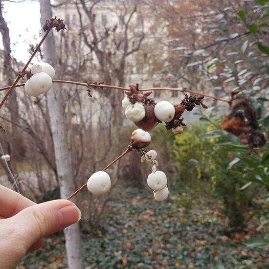 Symphoricarpos albus: Plant in habitat Park in the NatureSpots App