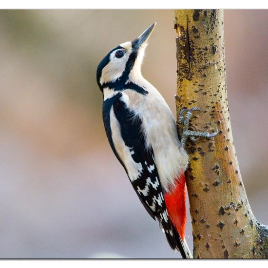 Great Spotted Woodpecker: Animal in habitat Backyard in the NatureSpots App