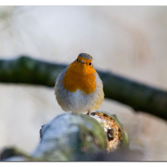 European robin: Animal in habitat Backyard in the NatureSpots App