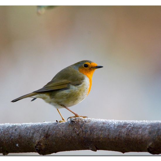 European robin: Animal in habitat Backyard in the NatureSpots App