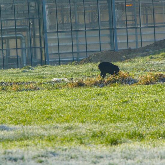 Roe deer: Animal in habitat Buffer strip in the NatureSpots App