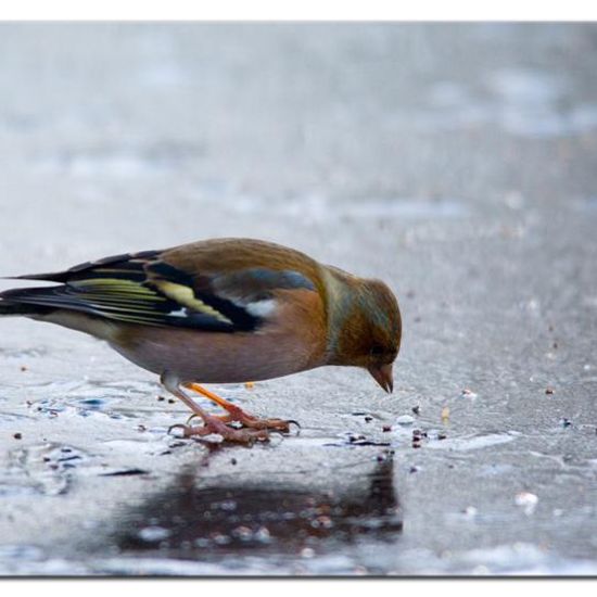 Common Chaffinch: Animal in habitat Backyard in the NatureSpots App