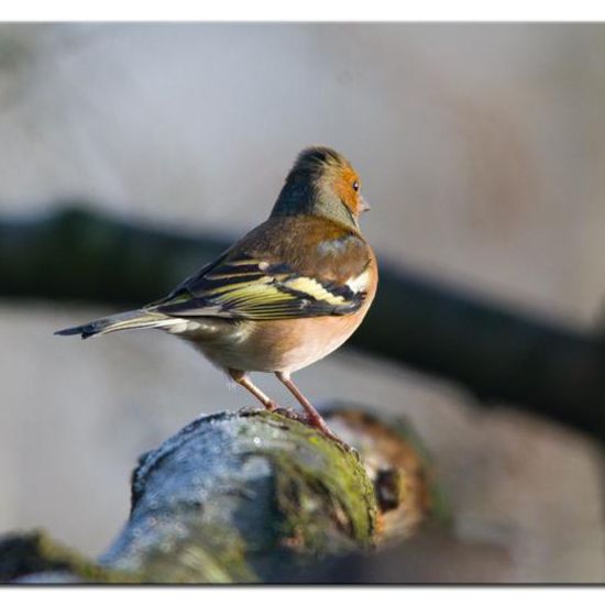 Common Chaffinch: Animal in habitat Backyard in the NatureSpots App