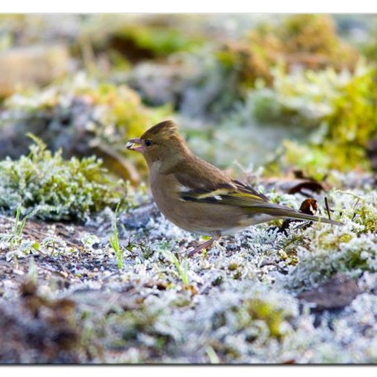 Common Chaffinch: Animal in habitat Backyard in the NatureSpots App