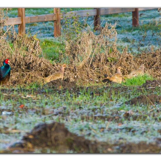 Green Pheasant: Animal in habitat Buffer strip in the NatureSpots App