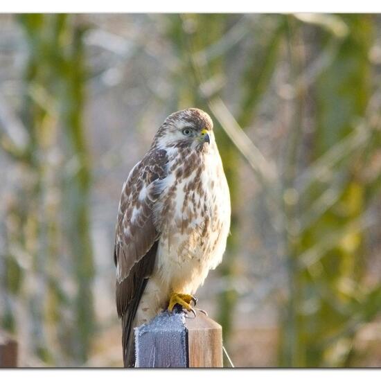 Common Buzzard: Animal in habitat Buffer strip in the NatureSpots App