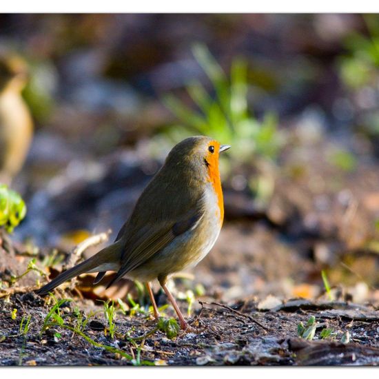 European robin: Animal in habitat Backyard in the NatureSpots App