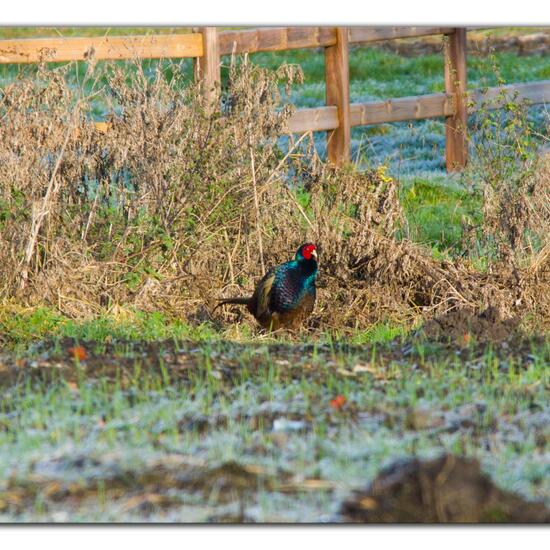 Green Pheasant: Animal in habitat Buffer strip in the NatureSpots App