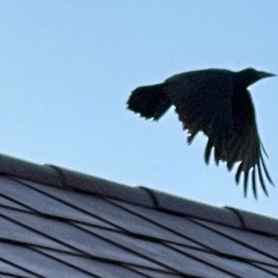 Carrion Crow: Animal in habitat Garden in the NatureSpots App
