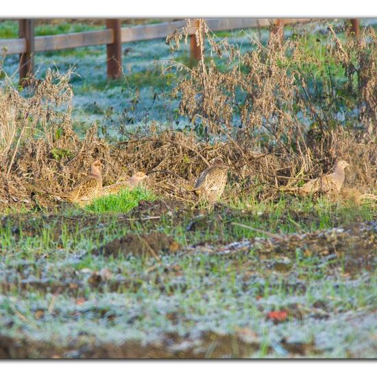 Green Pheasant: Animal in habitat Buffer strip in the NatureSpots App