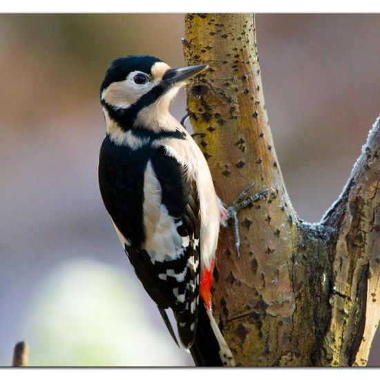 Great Spotted Woodpecker: Animal in habitat Backyard in the NatureSpots App