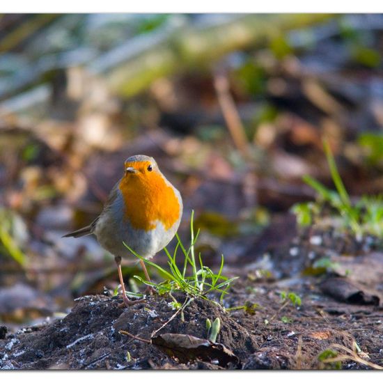 European robin: Animal in habitat Backyard in the NatureSpots App