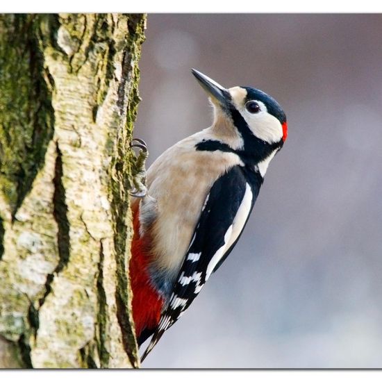 Great Spotted Woodpecker: Animal in habitat Backyard in the NatureSpots App