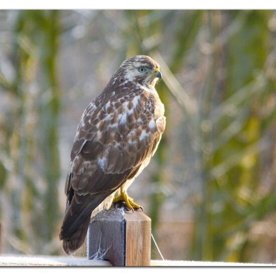 Common Buzzard: Animal in habitat Buffer strip in the NatureSpots App