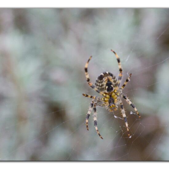 Araneus diadematus: Animal in habitat Road or Transportation in the NatureSpots App