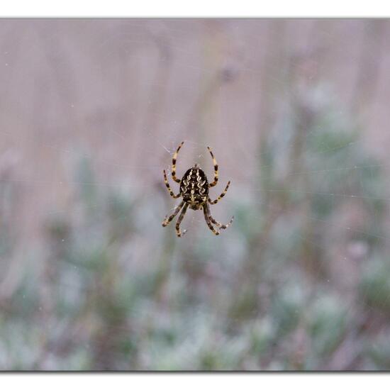 Araneus diadematus: Animal in habitat Road or Transportation in the NatureSpots App