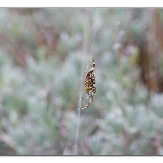 Araneus diadematus: Animal in habitat Road or Transportation in the NatureSpots App