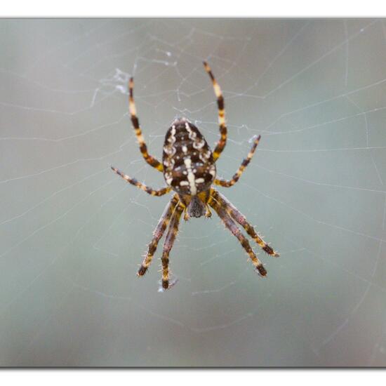 Araneus diadematus: Animal in habitat Road or Transportation in the NatureSpots App