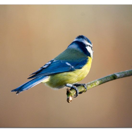 Cyanistes caeruleus: Animal in habitat Backyard in the NatureSpots App