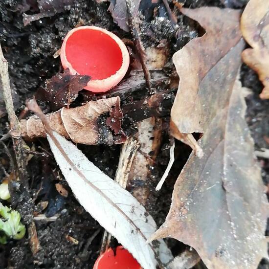 Sarcoscypha: Mushroom in habitat Riparian forest in the NatureSpots App