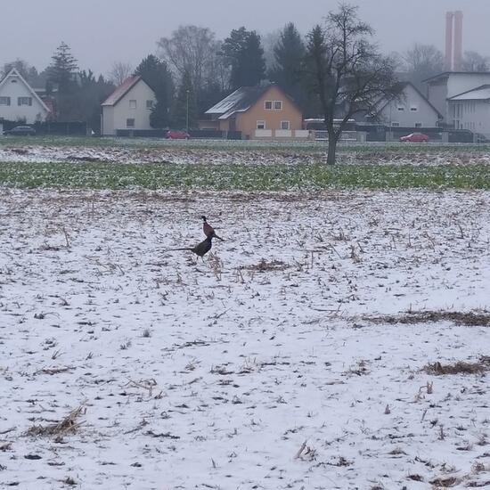 Common Pheasant: Animal in habitat Crop cultivation in the NatureSpots App