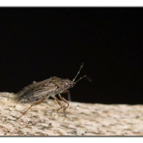 Nysius senecionis: Animal in habitat Living space or Indoor in the NatureSpots App