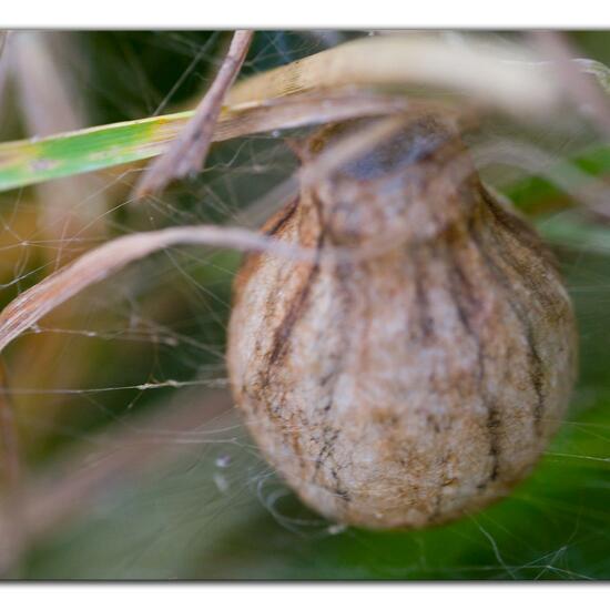 Argiope bruennichi: Animal in habitat Agricultural meadow in the NatureSpots App