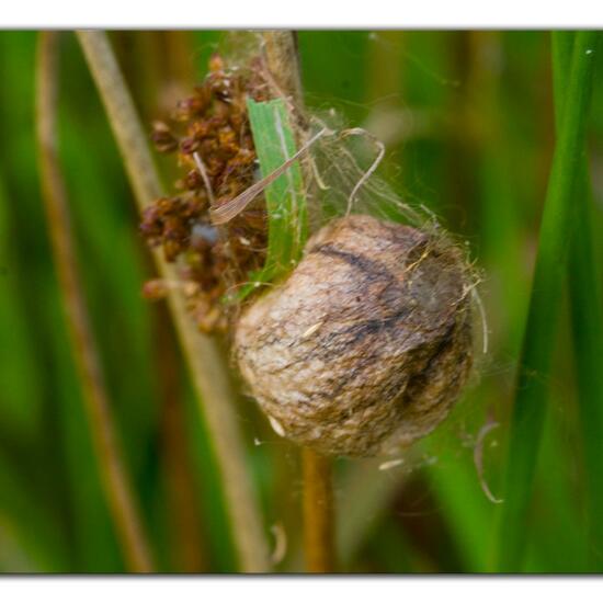 Argiope bruennichi: Animal in habitat Agricultural meadow in the NatureSpots App