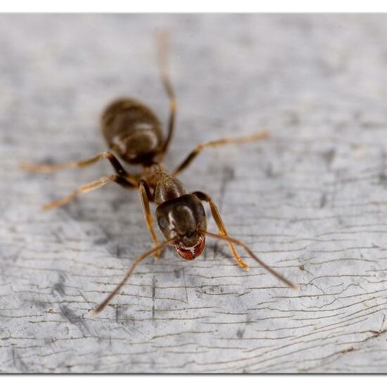 Black garden ant: Animal in habitat Garden in the NatureSpots App