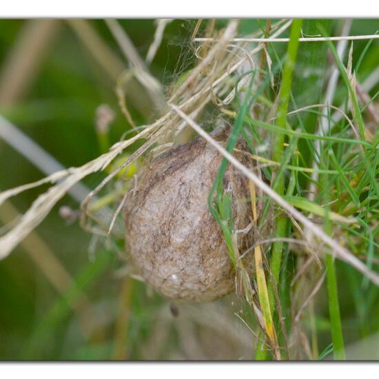 Argiope bruennichi: Animal in habitat Agricultural meadow in the NatureSpots App