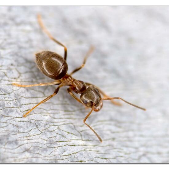 Black garden ant: Animal in habitat Garden in the NatureSpots App
