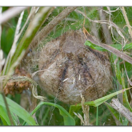 Argiope bruennichi: Animal in habitat Agricultural meadow in the NatureSpots App