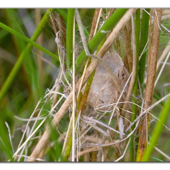 Argiope bruennichi: Animal in habitat Agricultural meadow in the NatureSpots App