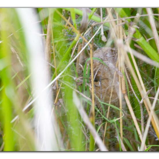 Argiope bruennichi: Animal in habitat Agricultural meadow in the NatureSpots App