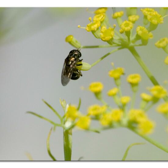 Eumerus funeralis: Animal in habitat Garden in the NatureSpots App