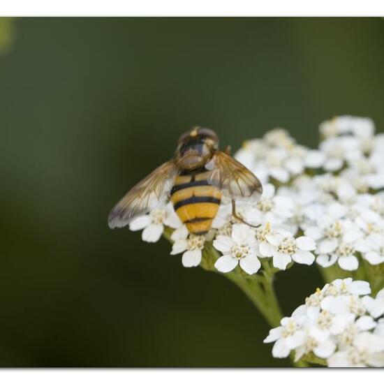 Volucella inanis: Animal in habitat Road or Transportation in the NatureSpots App