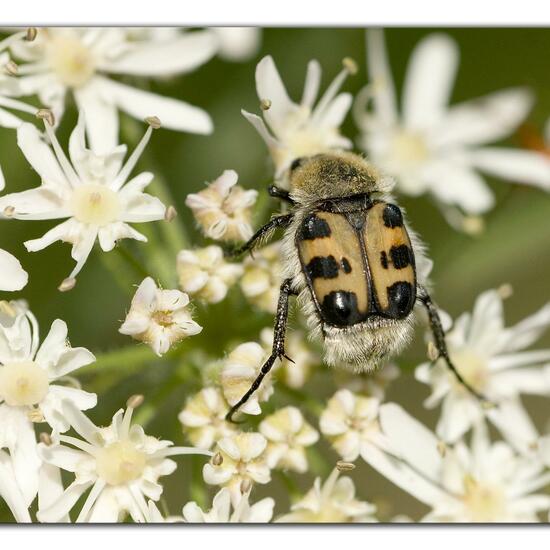 Trichius gallicus zonatus: Animal in habitat Road or Transportation in the NatureSpots App