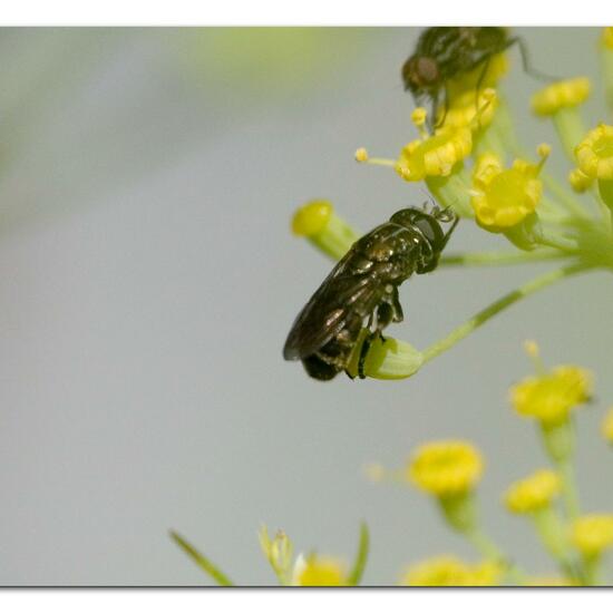 Eumerus funeralis: Animal in habitat Garden in the NatureSpots App