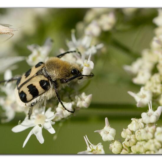 Trichius gallicus zonatus: Animal in habitat Road or Transportation in the NatureSpots App