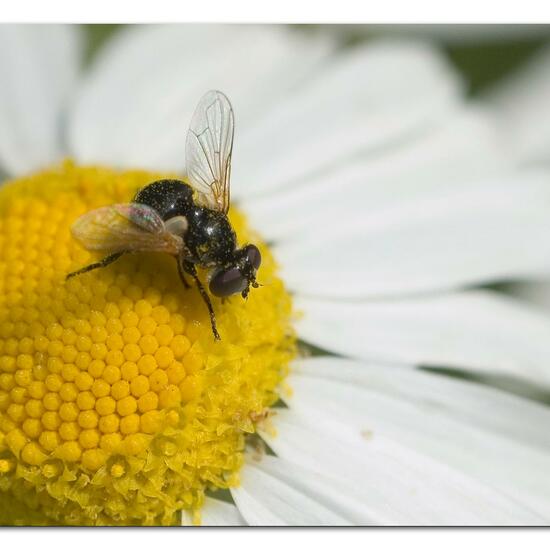 Cistogaster globosa: Animal in habitat Garden in the NatureSpots App